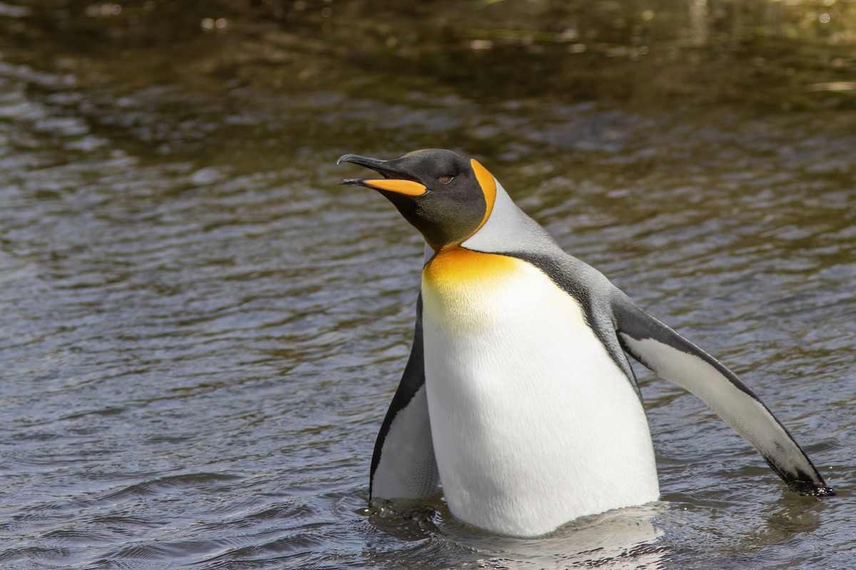 Королевский пингвин - ML650589257