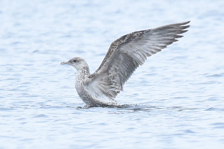 Kara Sırtlı Martı - ML650589400