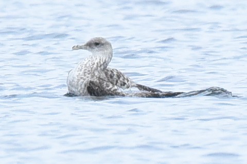 Kara Sırtlı Martı - ML650589405