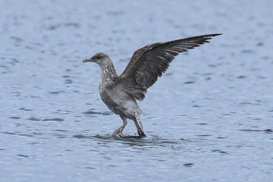 Kara Sırtlı Martı - ML650589413