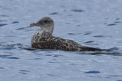 Kara Sırtlı Martı - ML650589419