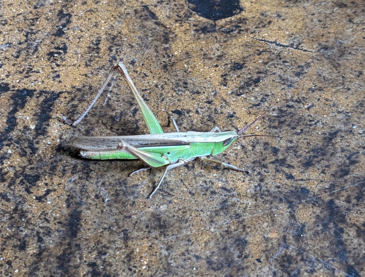Shaggy-legged Grasshopper - ML650589467