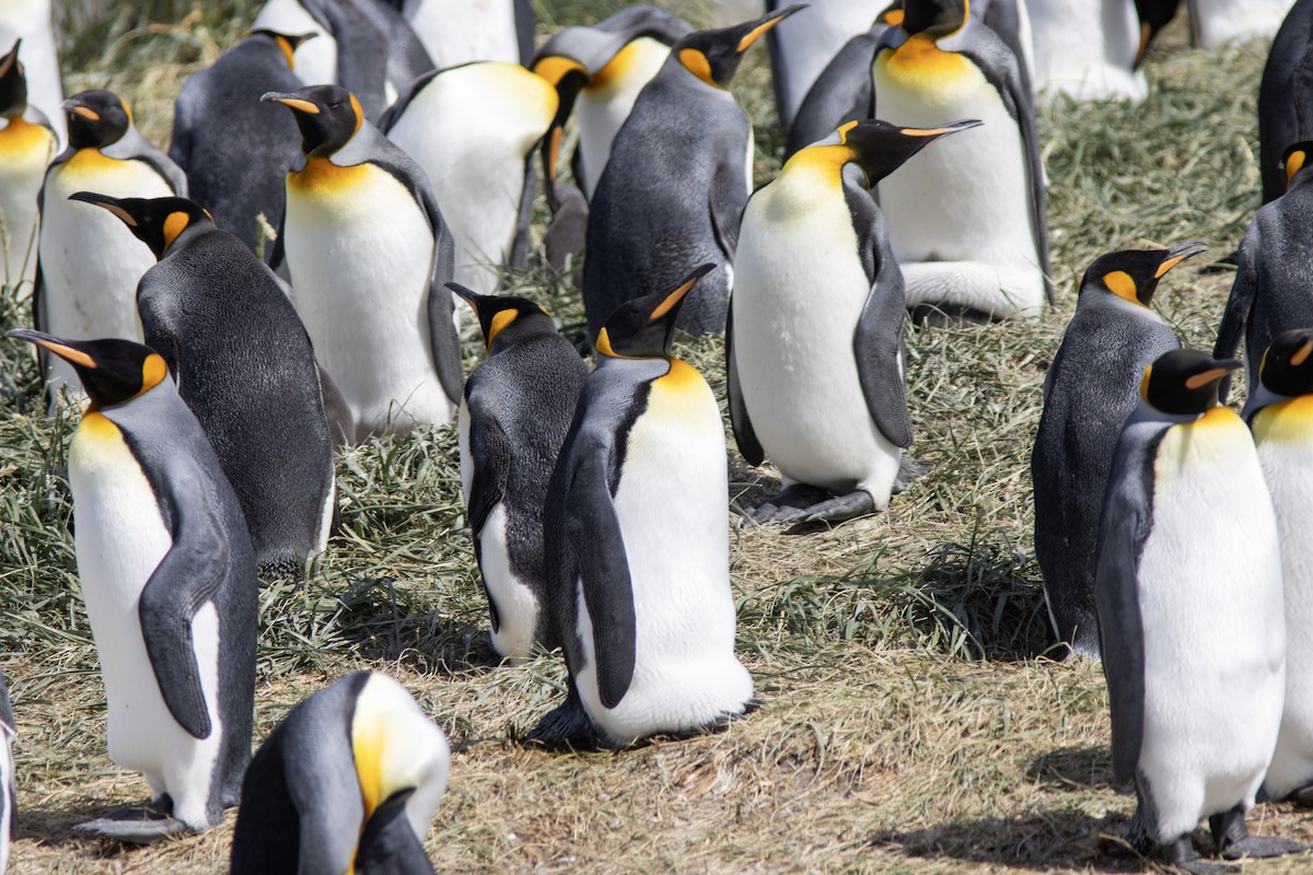 Королевский пингвин - ML650589507