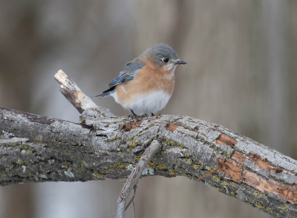 Eastern Bluebird - ML650589547