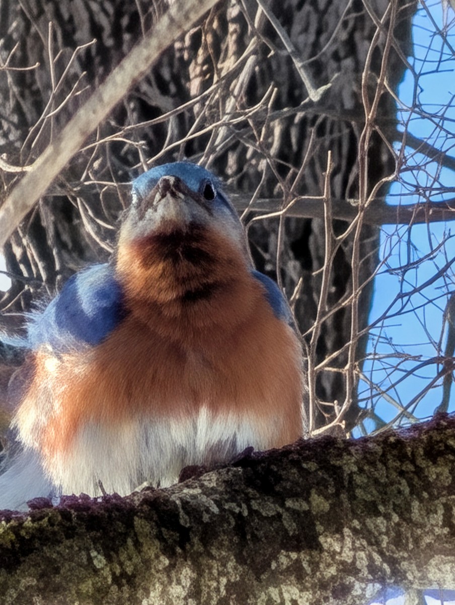 Eastern Bluebird - ML650589612
