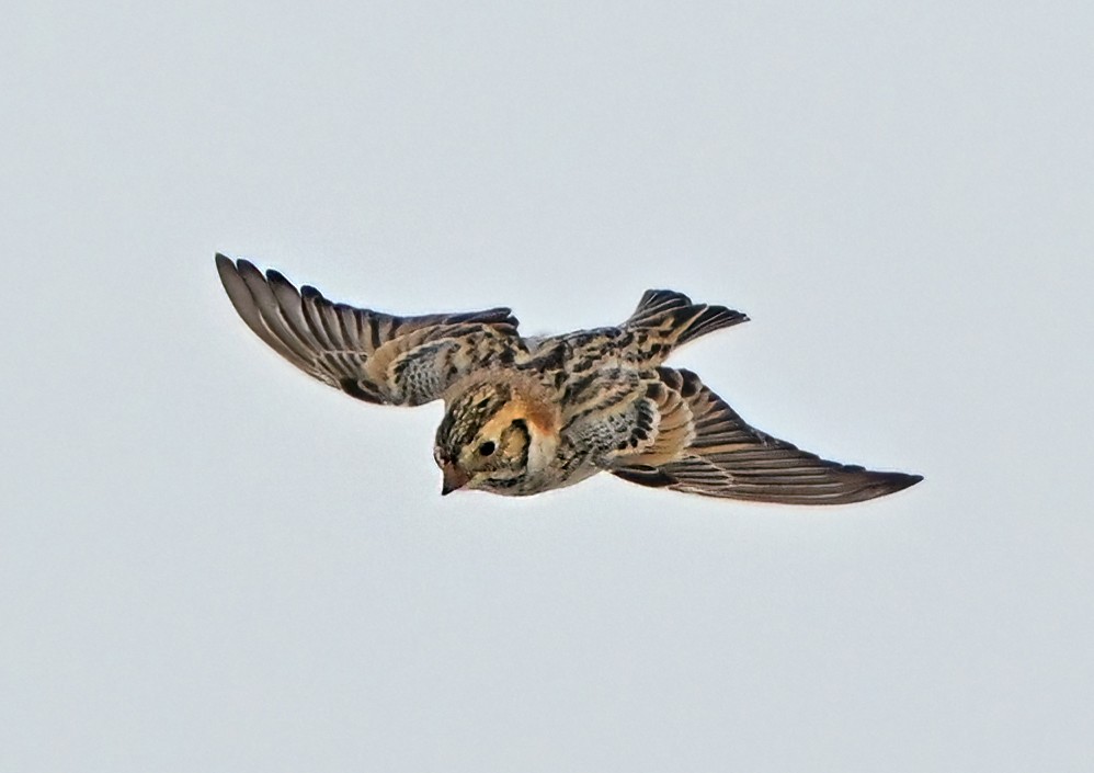 Escribano Lapón - ML650589626