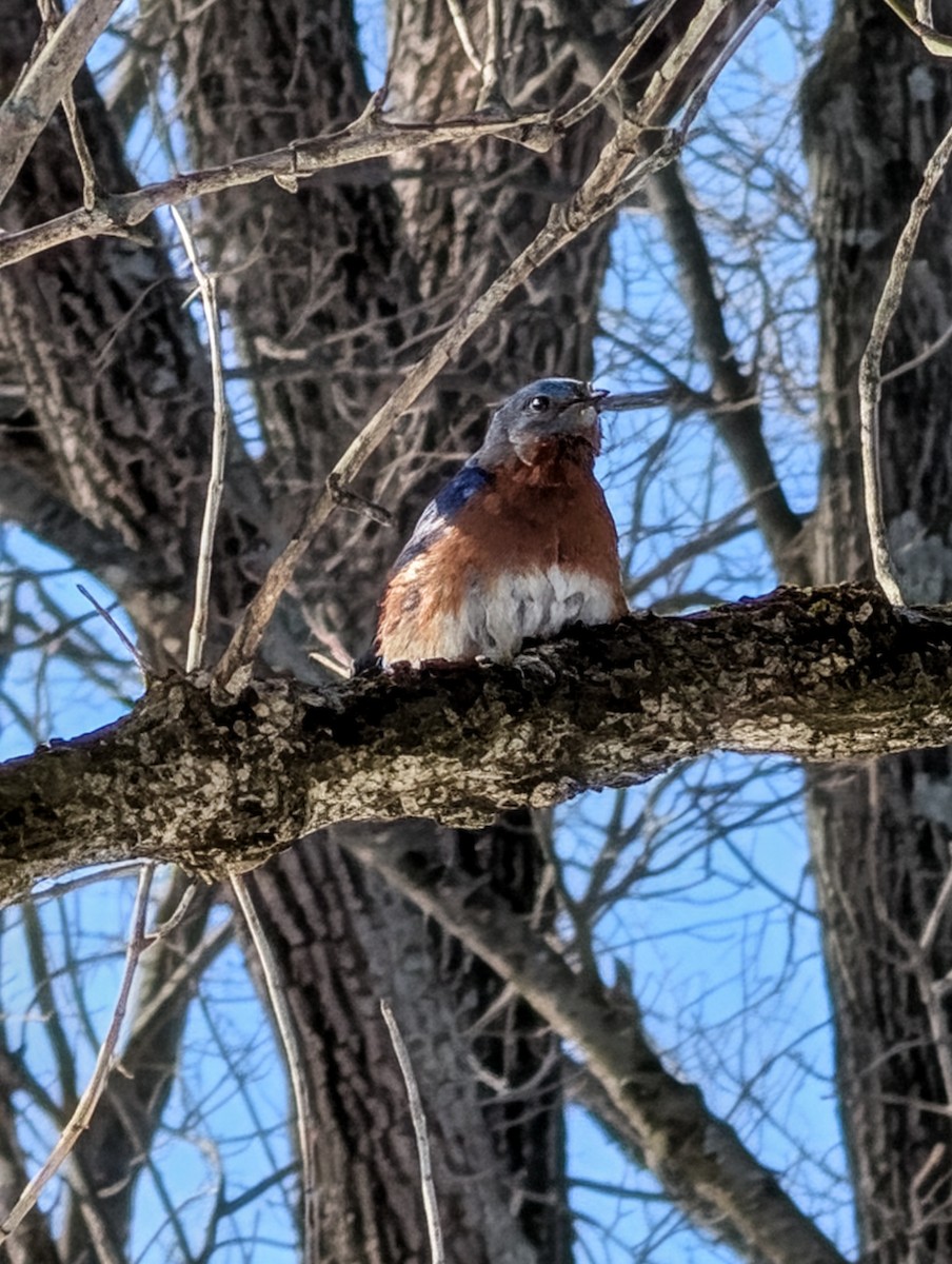 Eastern Bluebird - ML650589661