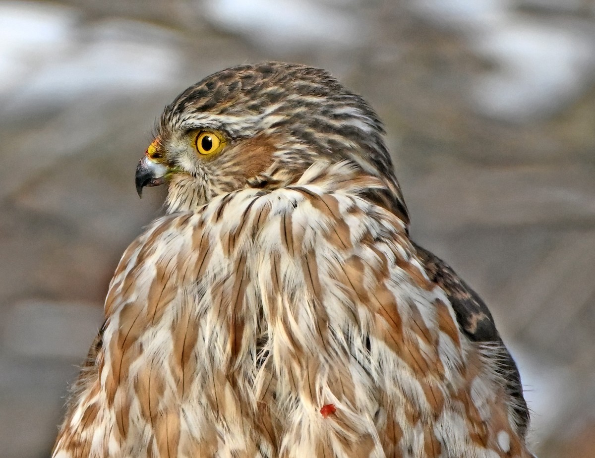 Gavilán Americano - ML650589741