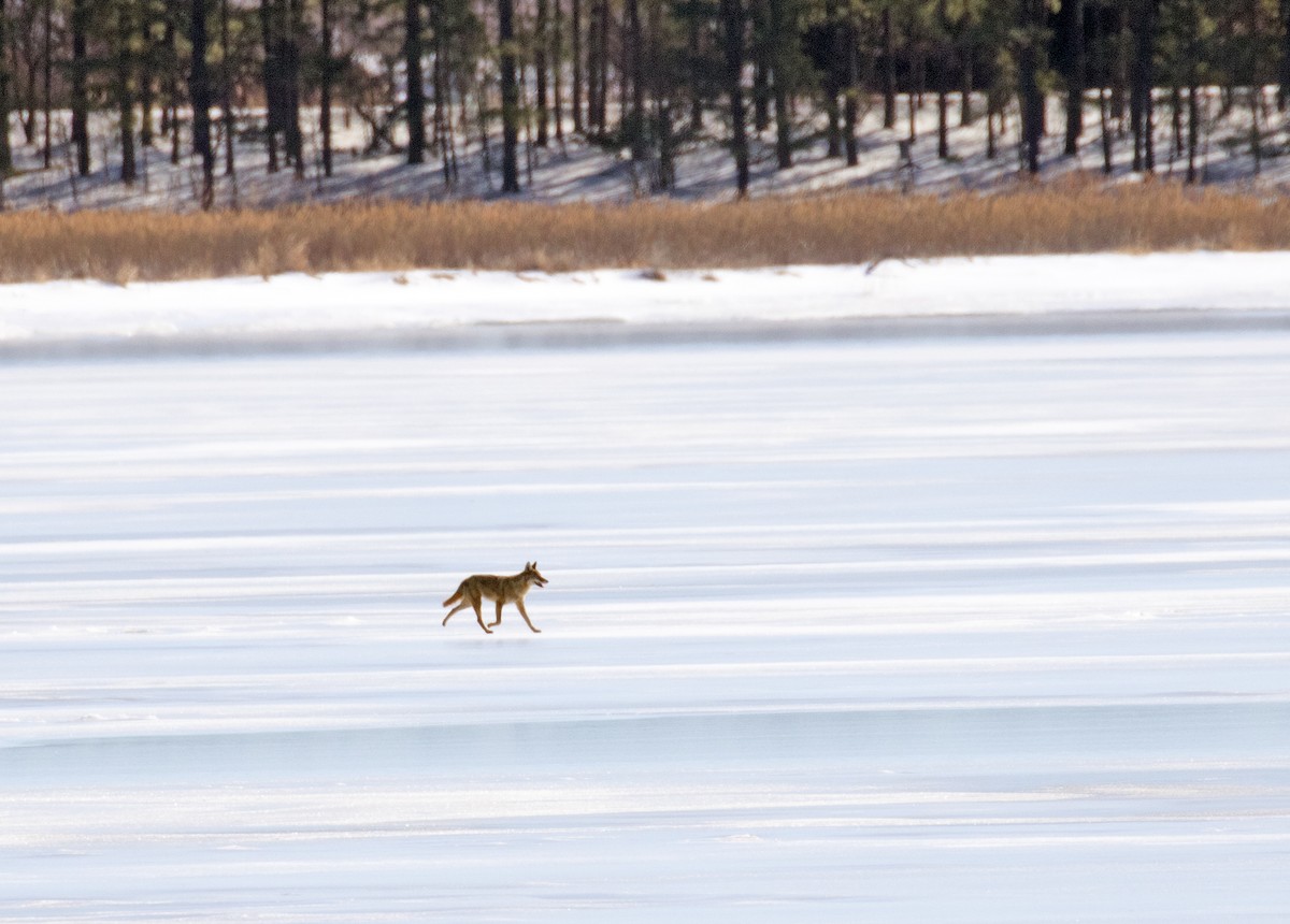 Coyote - ML650590067