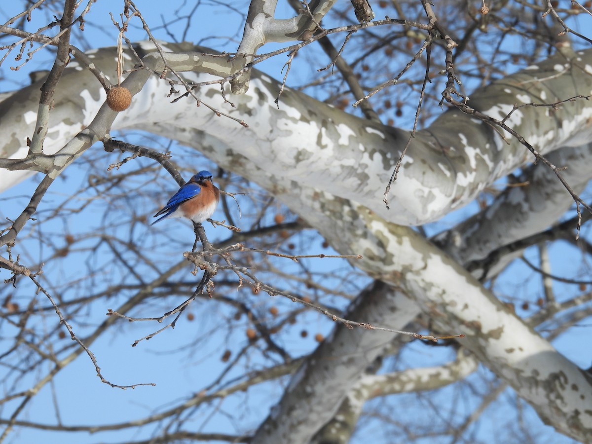 Eastern Bluebird - ML650590148