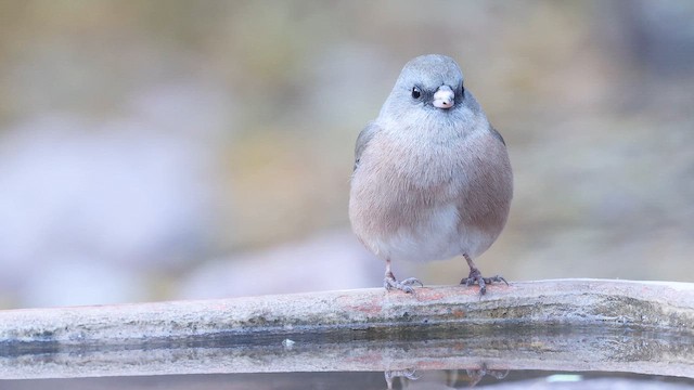 Junco ardoisé (mearnsi) - ML650590293