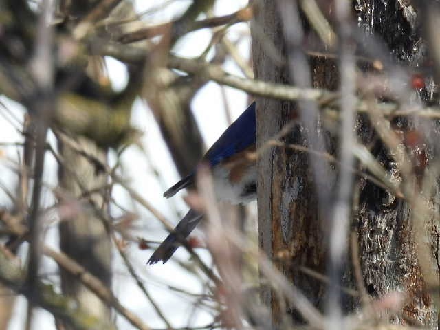 Eastern Bluebird - ML650590311