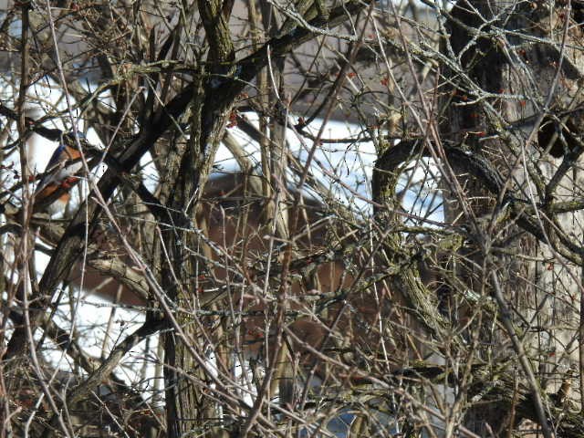 Eastern Bluebird - ML650590312