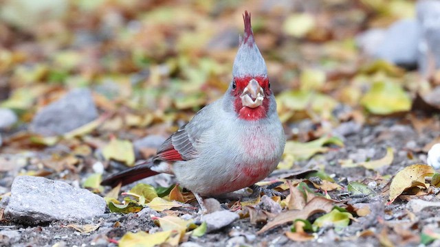 Cardinal pyrrhuloxia - ML650590319