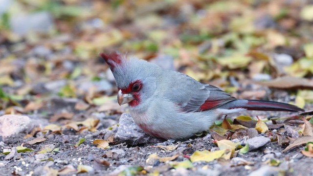 Cardinal pyrrhuloxia - ML650590321