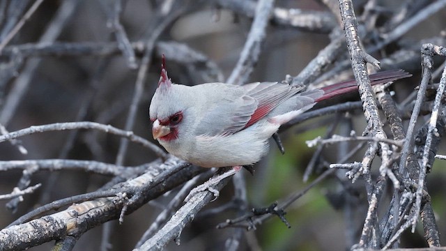 ムネアカコウカンチョウ - eBird