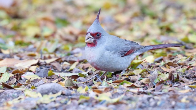 ムネアカコウカンチョウ - eBird