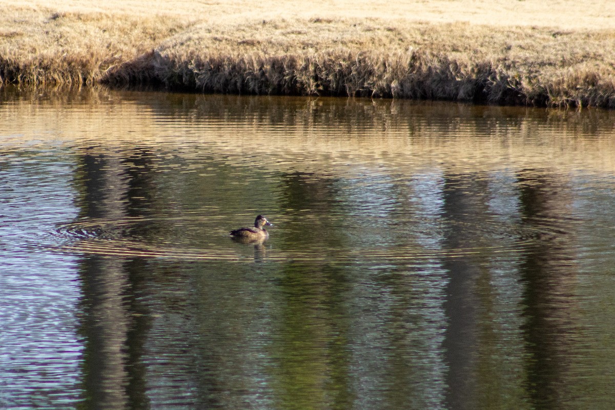 Ring-necked Duck - ML650590397