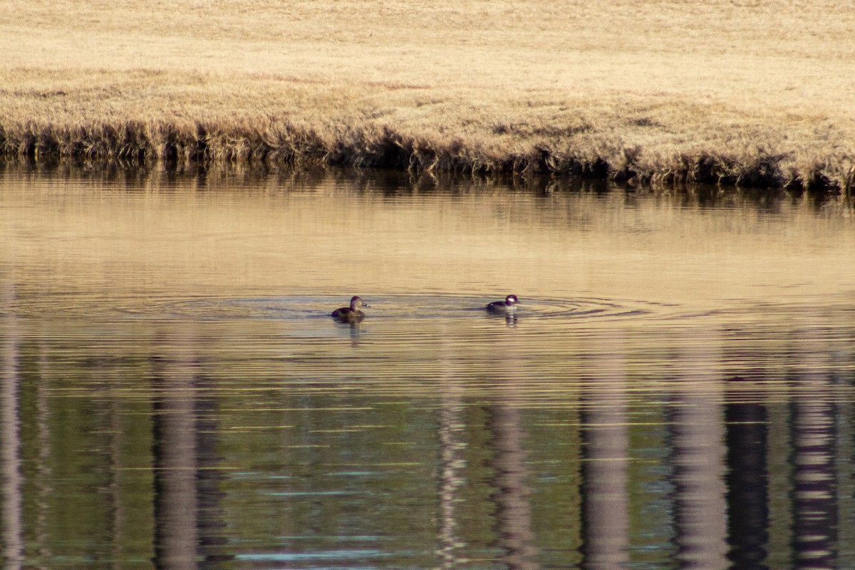 Bufflehead - ML650590400