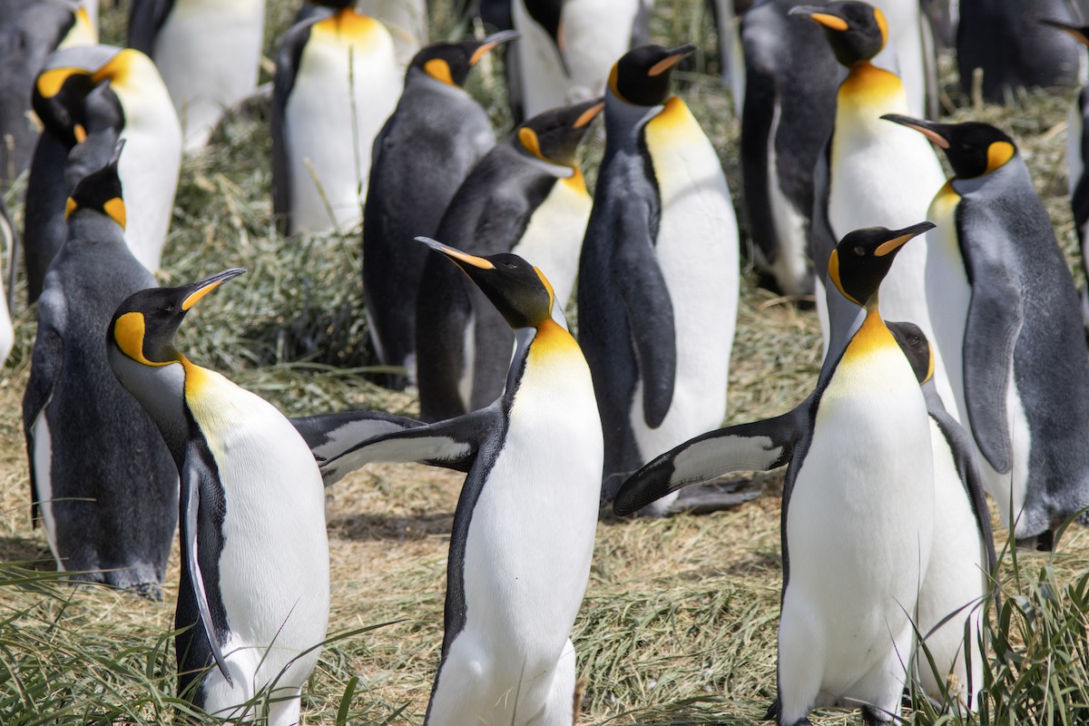 Королевский пингвин - ML650590411