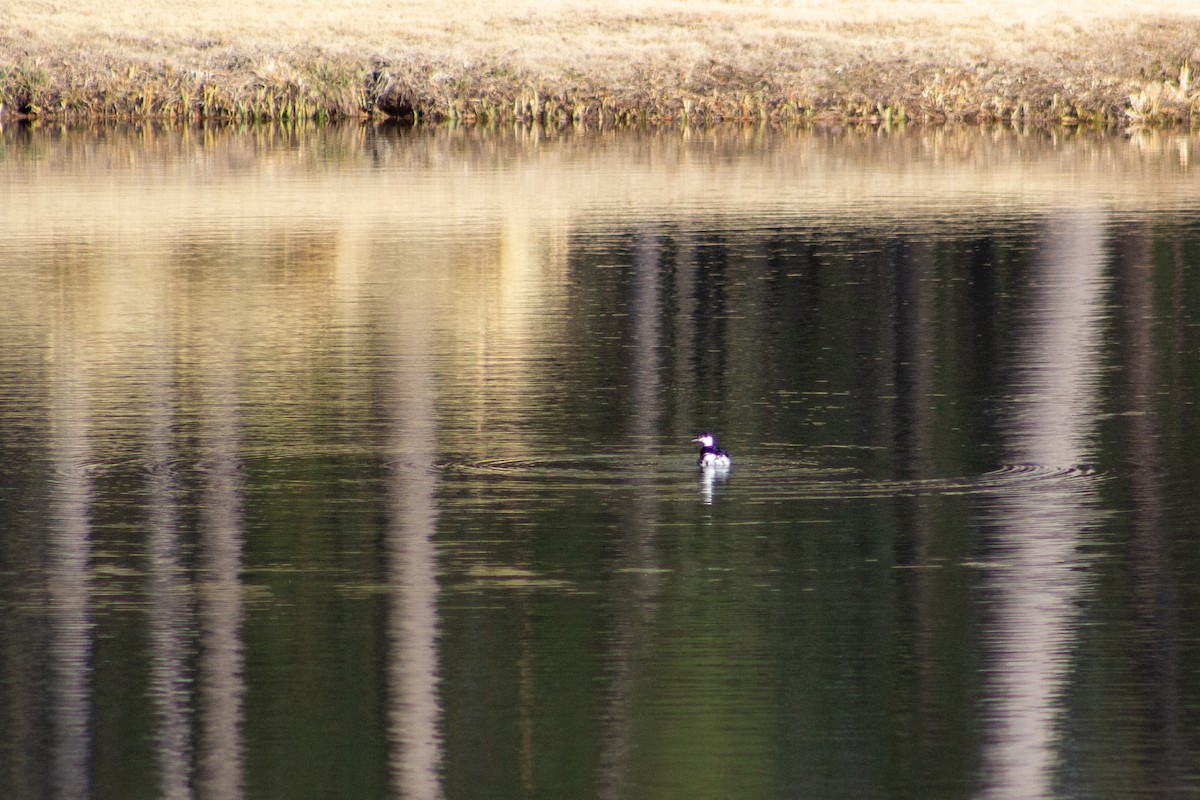 Horned Grebe - ML650590413