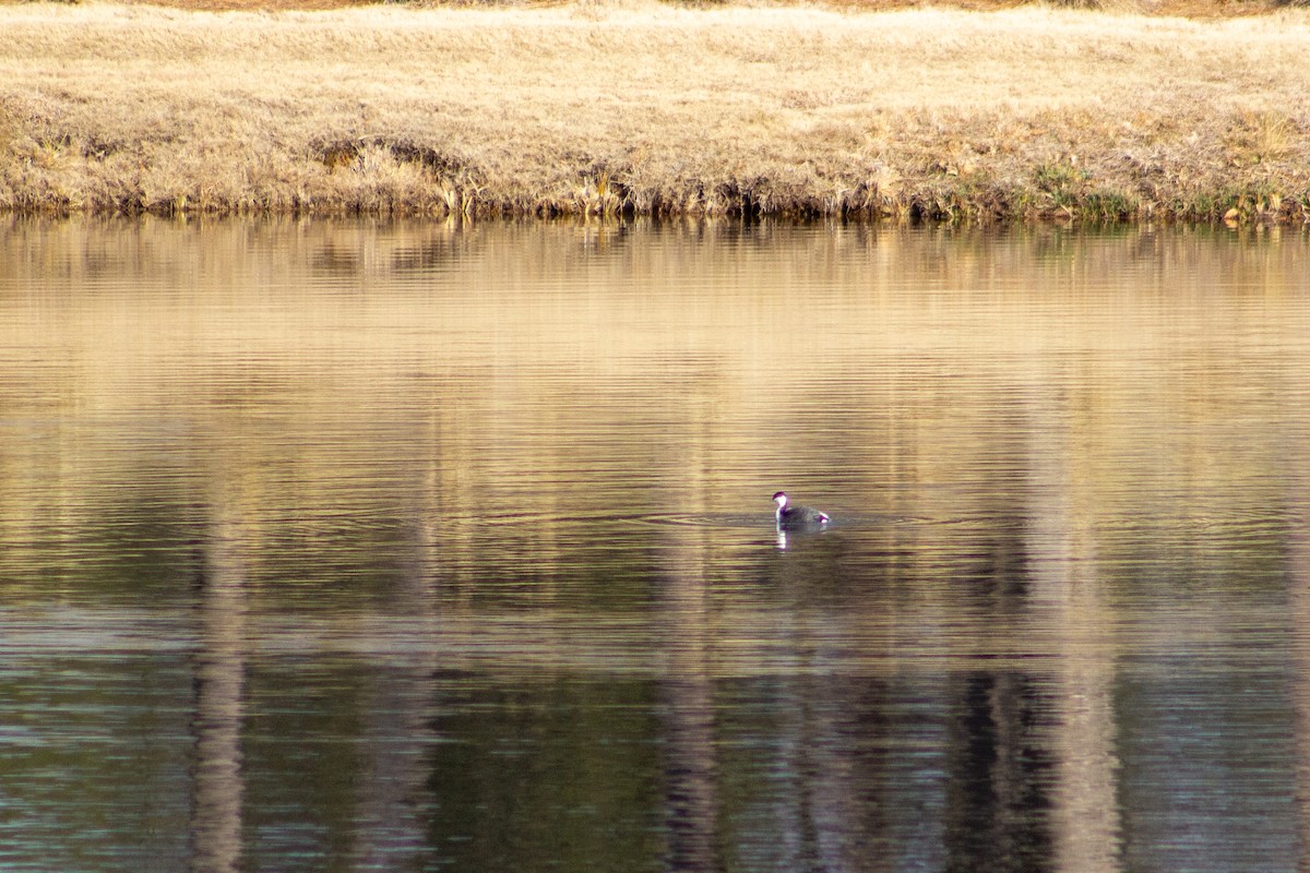 Horned Grebe - ML650590423