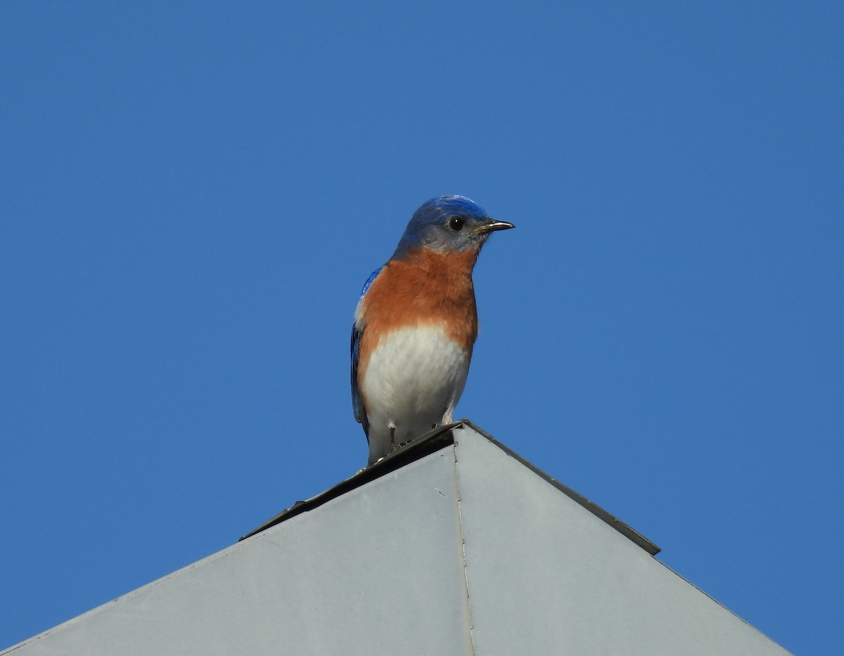 Eastern Bluebird - ML650590474