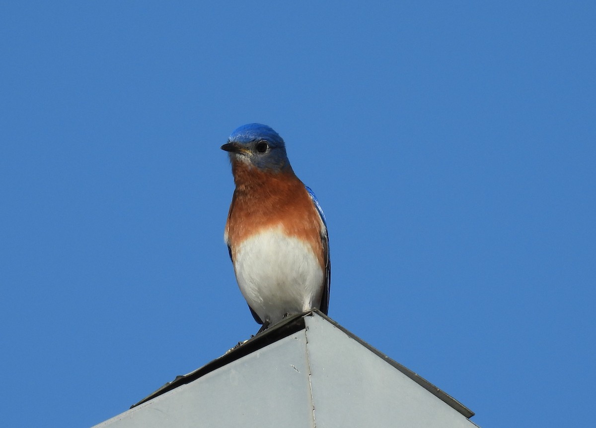 Eastern Bluebird - ML650590488