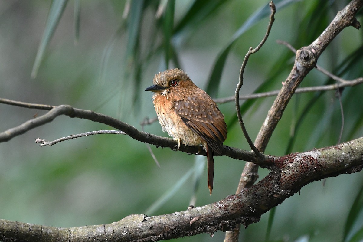 White-whiskered Puffbird - ML650590902