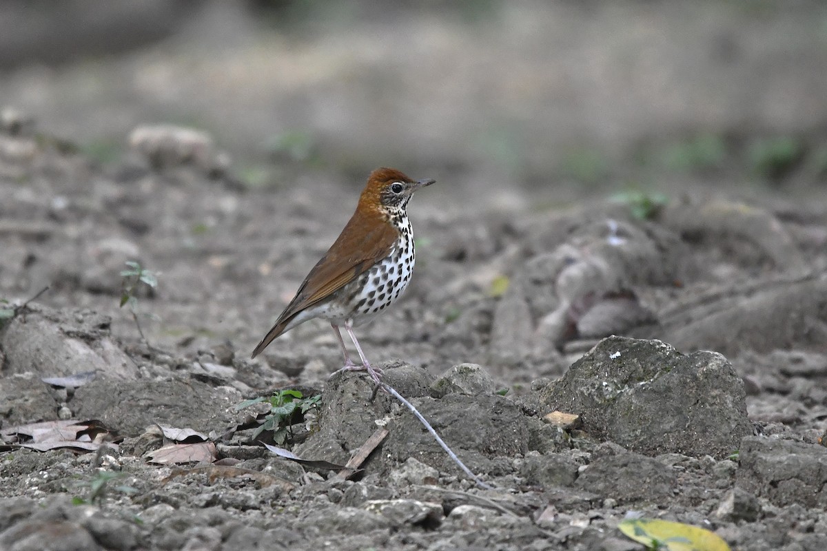 Wood Thrush - ML650590935