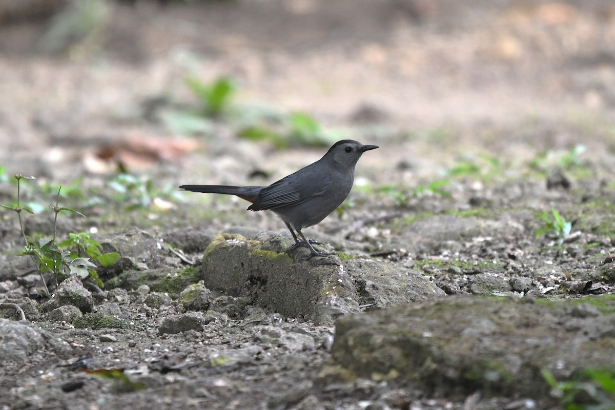 Gray Catbird - ML650590960