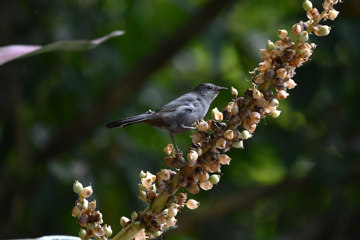 Gray Catbird - ML650590961