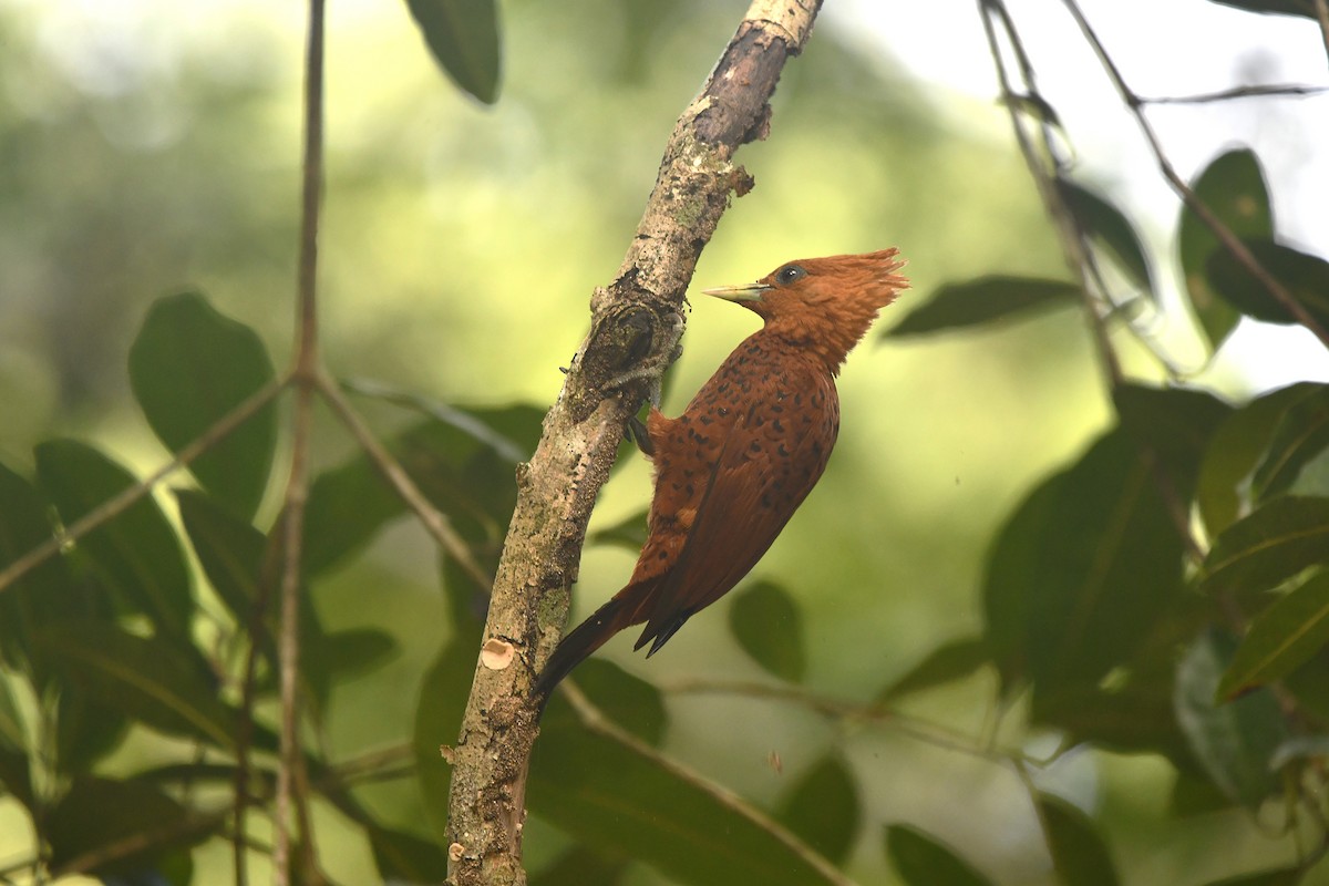 Chestnut-colored Woodpecker - ML650590971
