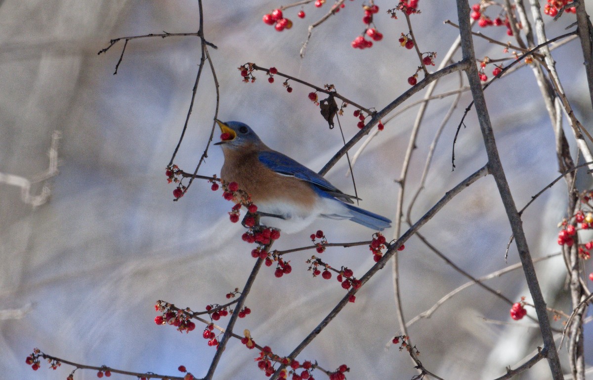 Eastern Bluebird - ML650590977