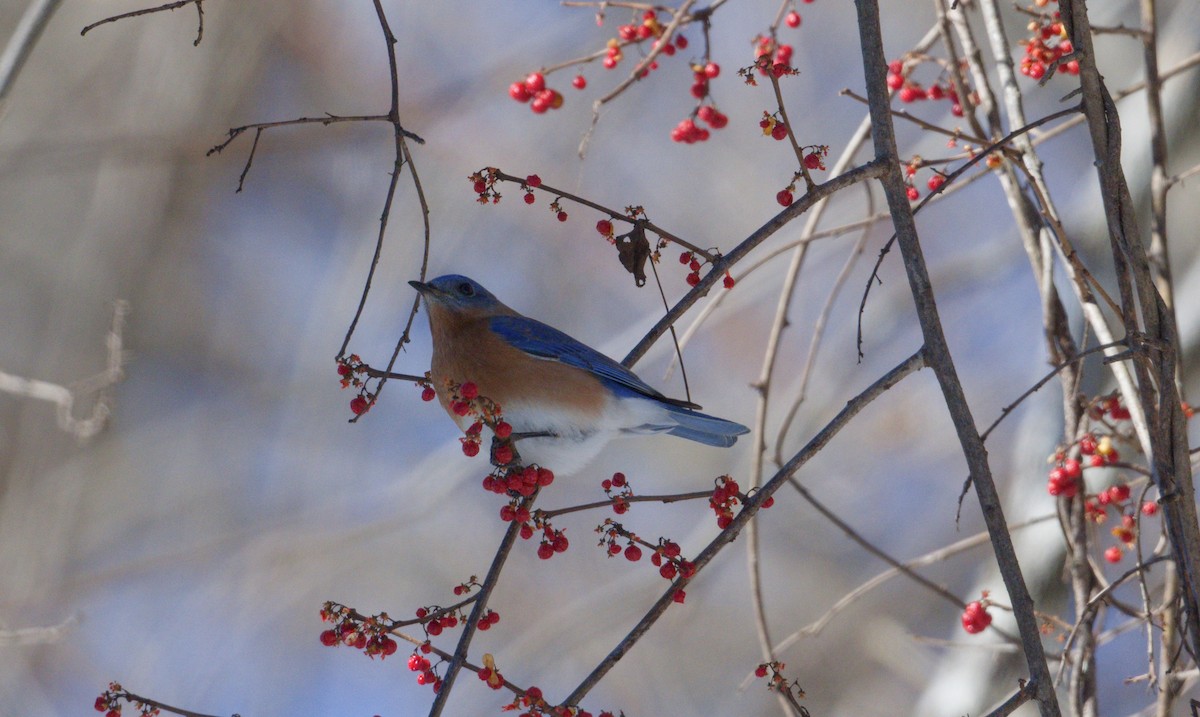 Eastern Bluebird - ML650590978