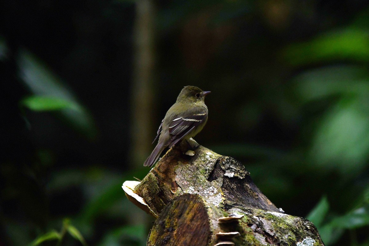 Birkenschnäppertyrann - ML650591150