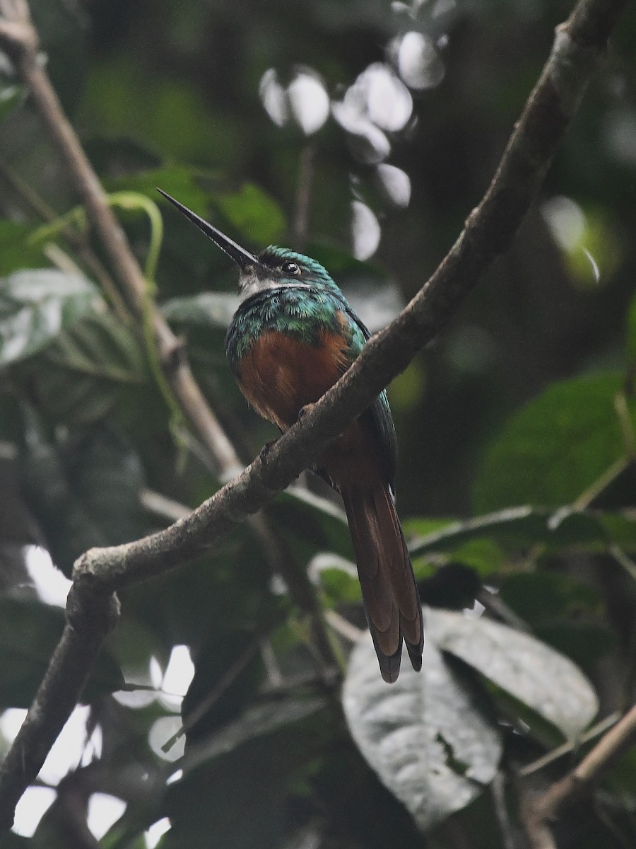 Rotschwanz-Glanzvogel (Schwarzkinn-Glanzvogel) - ML650591159