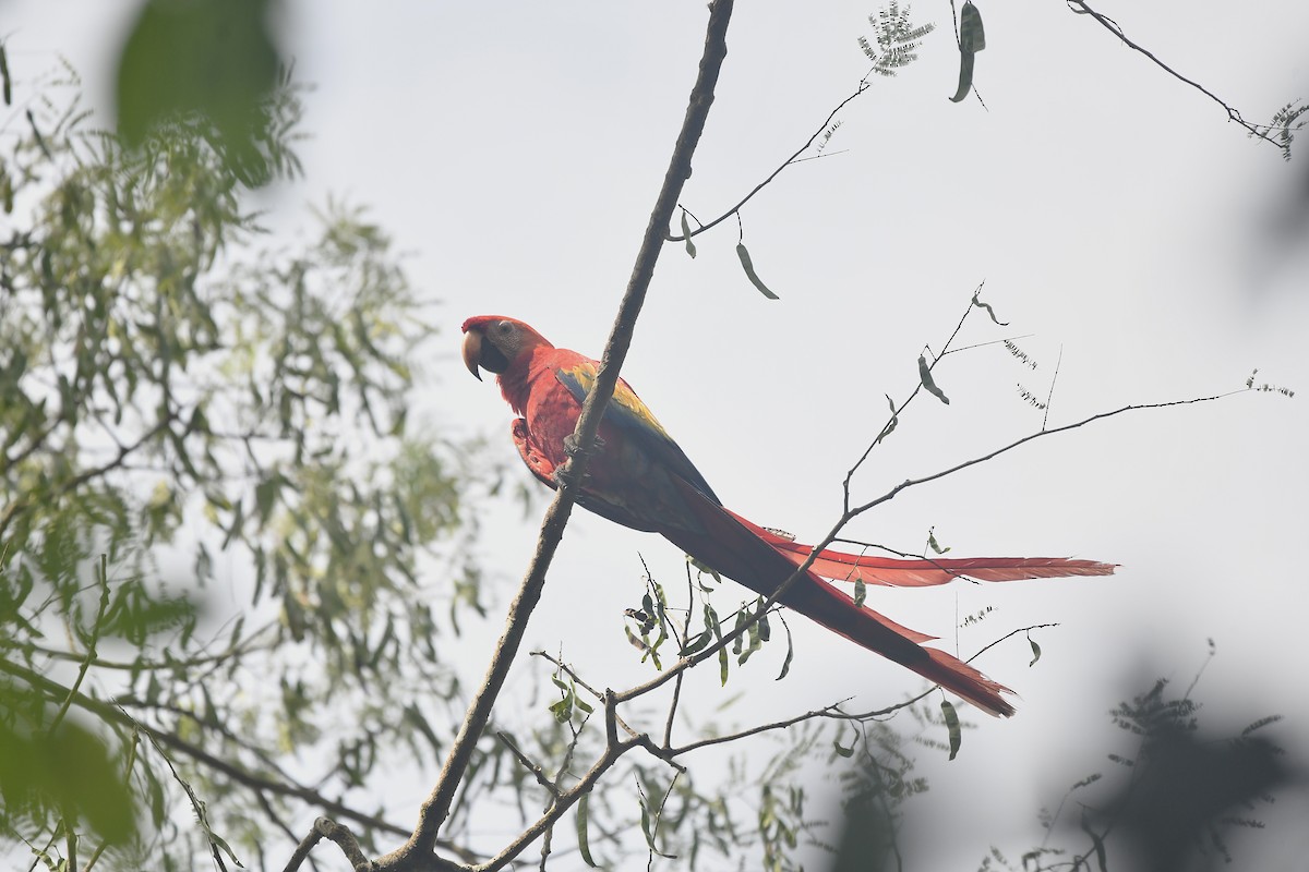 Scharlachara - ML650591165