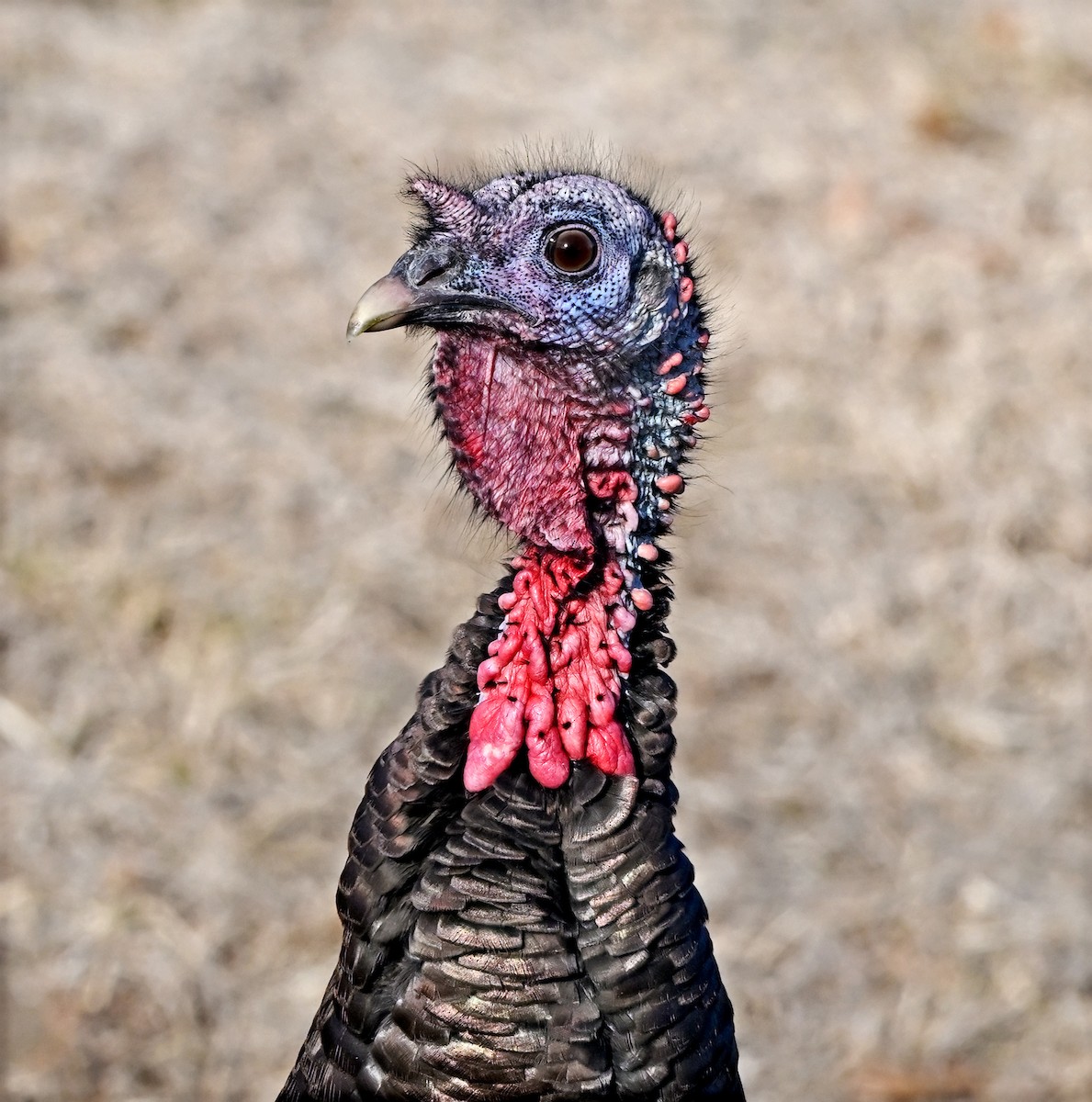 Guajolote Gallipavo - ML650591338