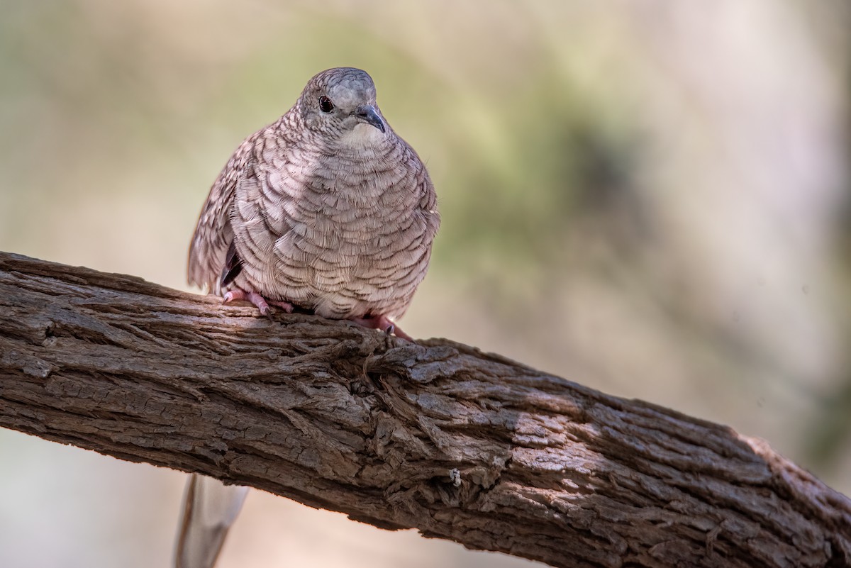 Colombe inca - ML650591427