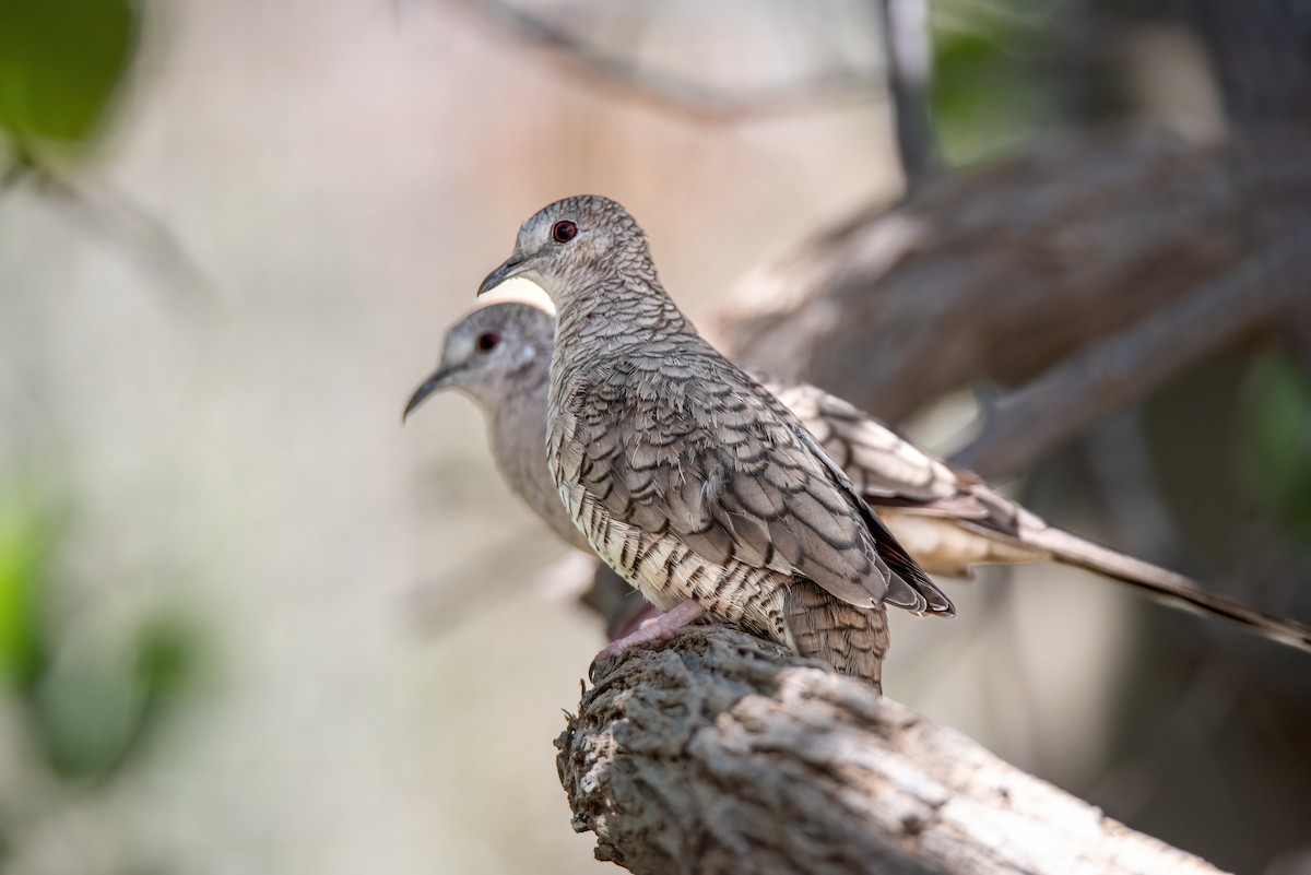 Colombe inca - ML650591428