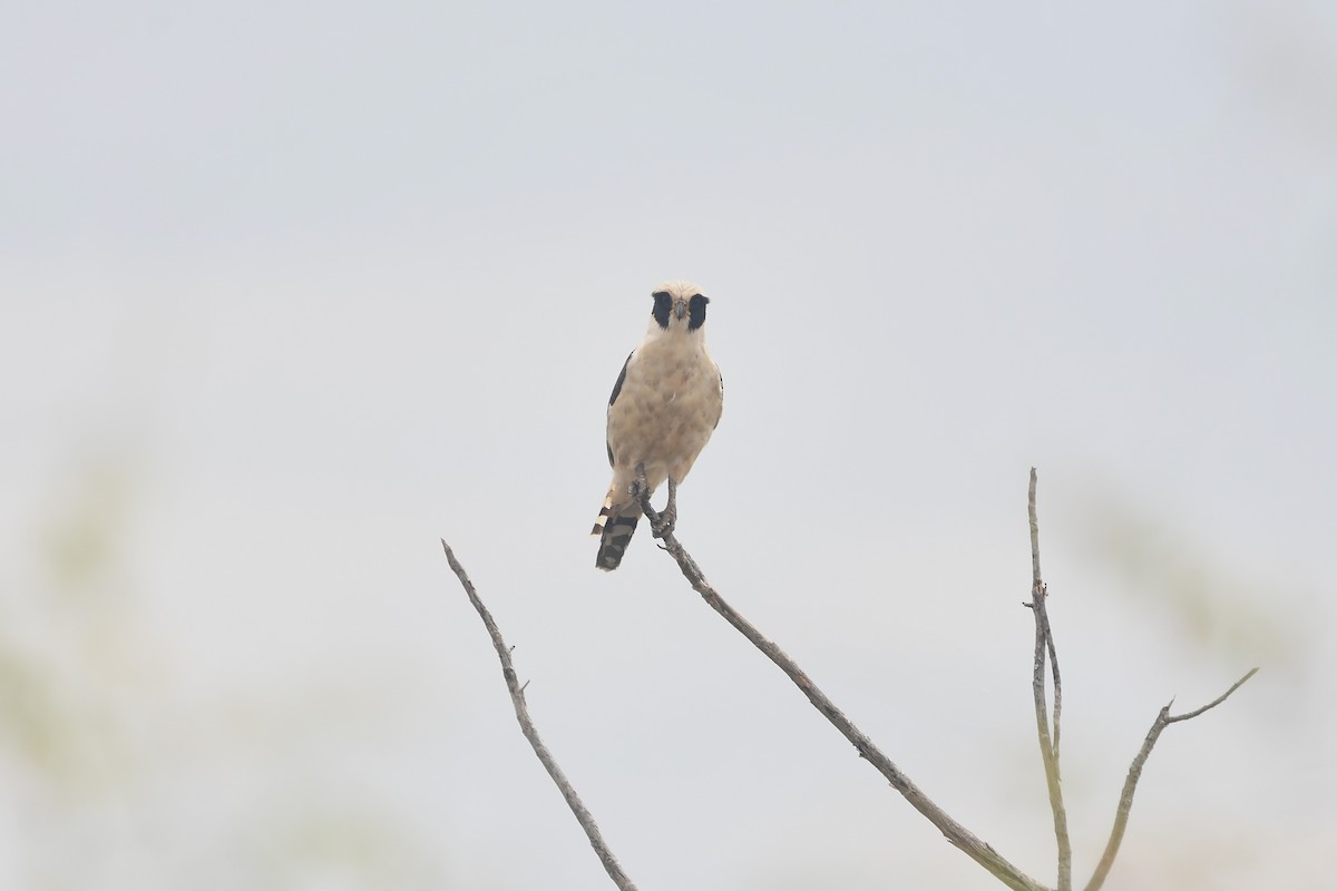 Lachfalke - ML650591480