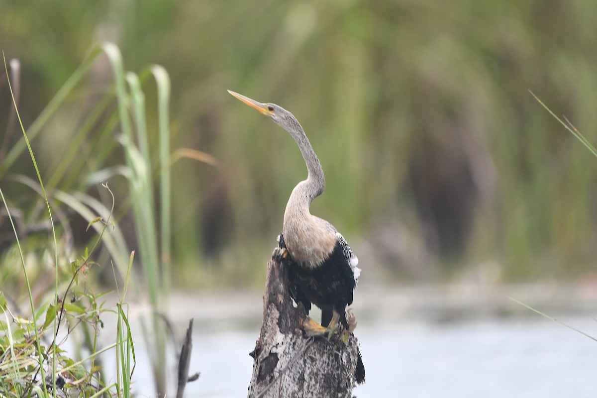 Amerika-Schlangenhalsvogel - ML650591491