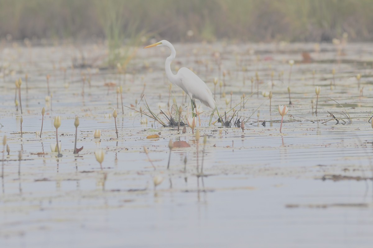 Silberreiher (egretta) - ML650591497