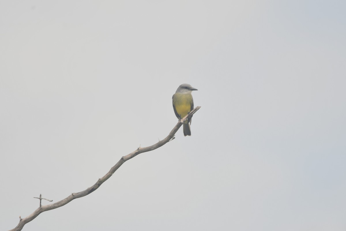 Trauerkönigstyrann (satrapa) - ML650591546