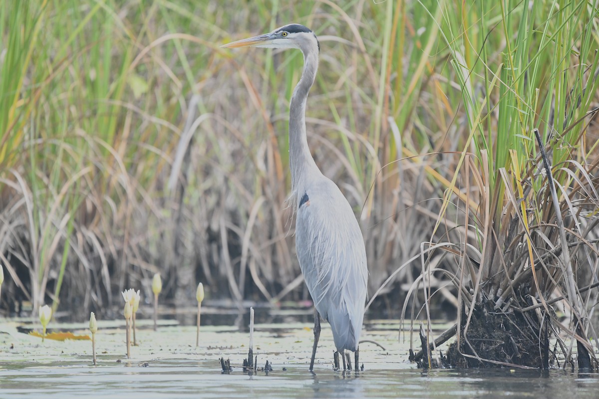 Kanadareiher [herodias-Gruppe] - ML650591553