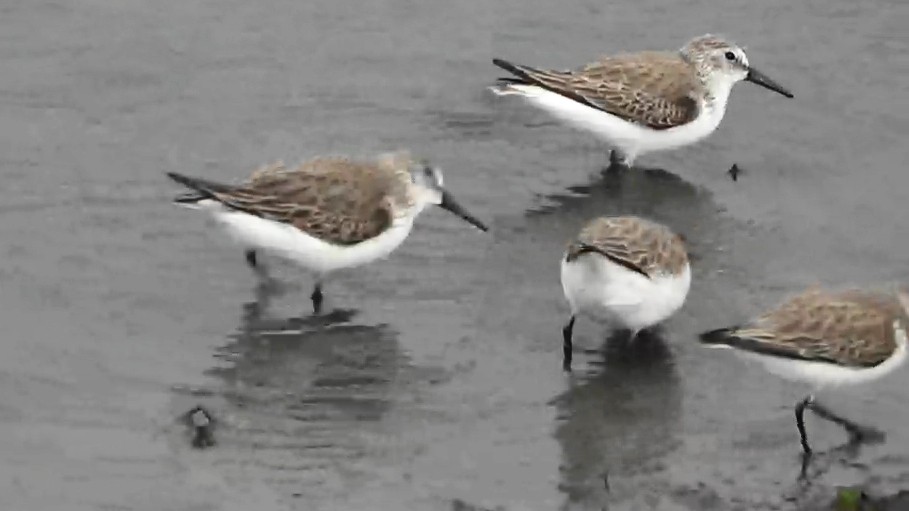 Bergstrandläufer - ML650591649