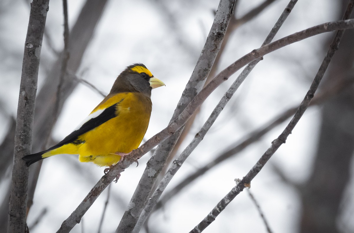 Evening Grosbeak - ML650591761
