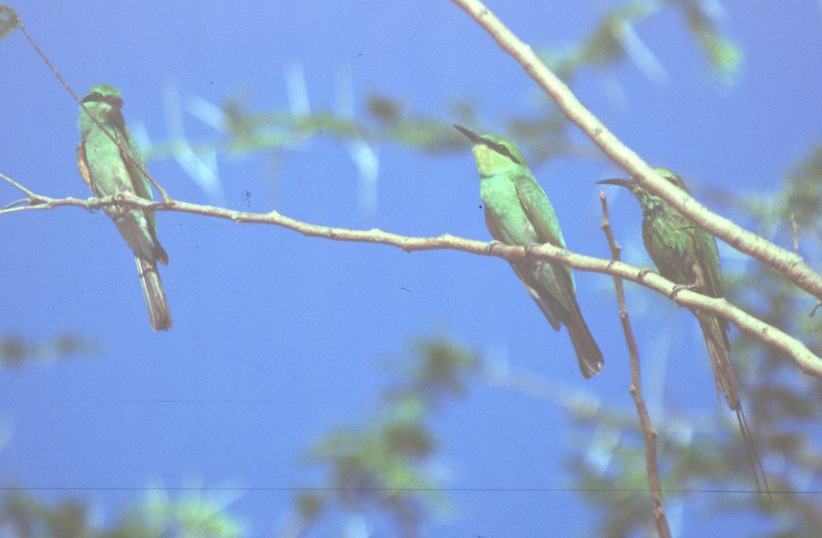 African Green Bee-eater - ML650592016