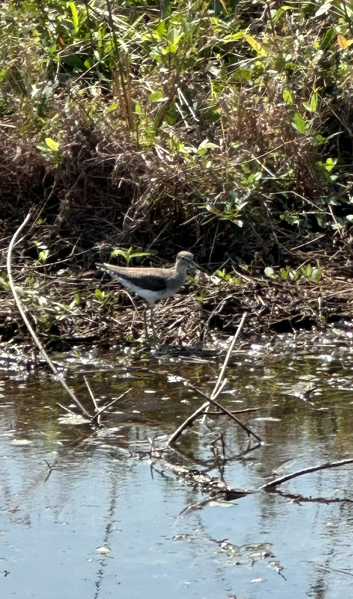 Einsiedelwasserläufer - ML650592320